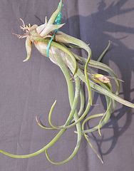 Tillandsia caput-medusae DSC 0009