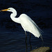 Great Egret with Fish