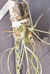 Tillandsia baileyi DSC 0012