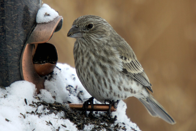 Female House Finch