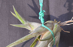 Tillandsia caput-medusae DSC 0010