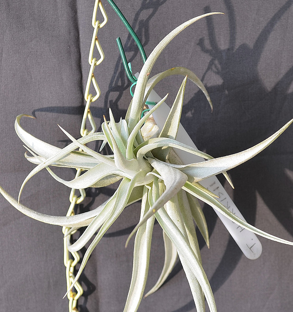 Tillandsia harrisii DSC 0015