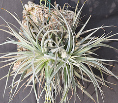 Tillandsia stricta 'cotton candy' DSC 0017