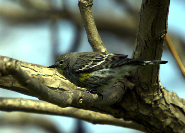 Yellow-Rumped Warbler