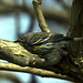 Yellow-Rumped Warbler