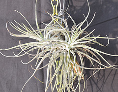 Tillandsia oaxacana DSC 0018