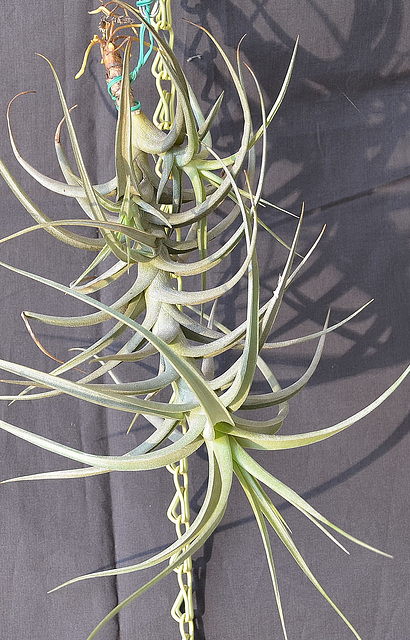 Tillandsia bergeri DSC 0019