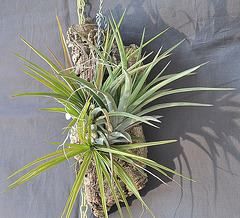 Tillandsia velutina DSC 0021