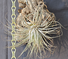 Tillandsia magnusiana DSC 0023