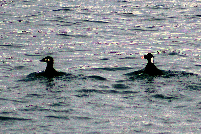 Day 9: Surf Scoter