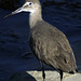 Willet