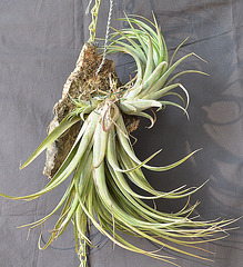 Tillandsia ionantha DSC 0026