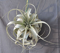 Tillandsia xerographica DSC 0027