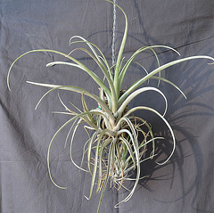 Tillandsia X DSC 0029