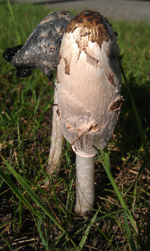 Mushrooms