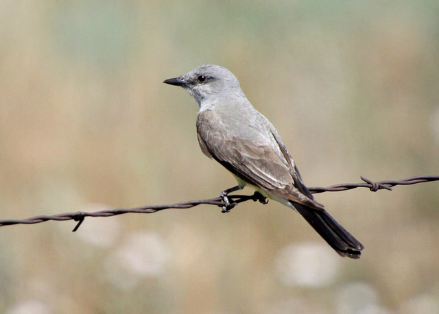 Western Kingbird