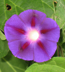 Bindweed