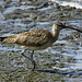 Whimbrel