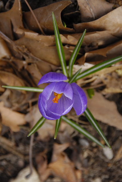 Woodland Crocus