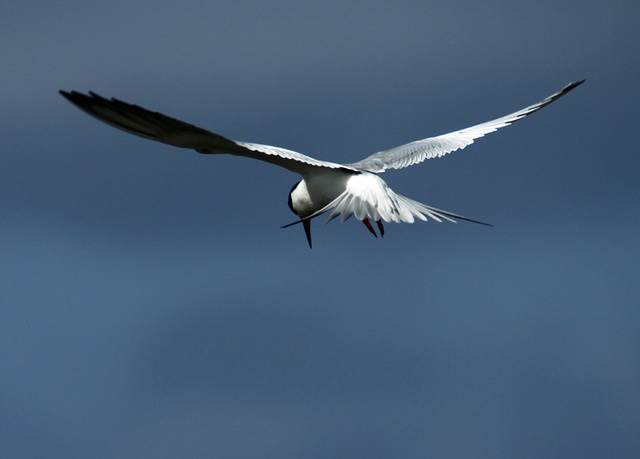 Forster's Tern