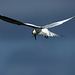 Forster's Tern