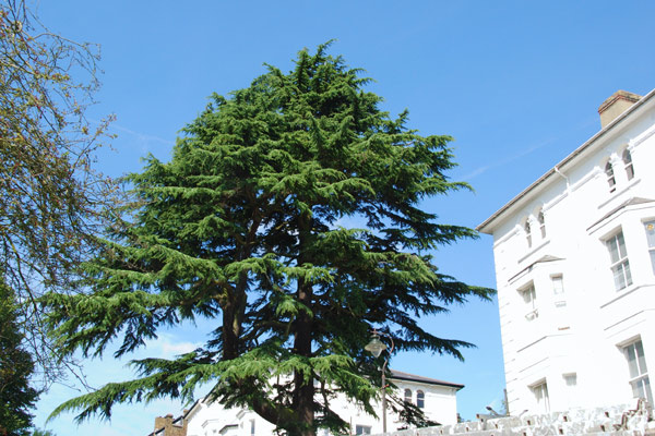 Cedar against the blue sky