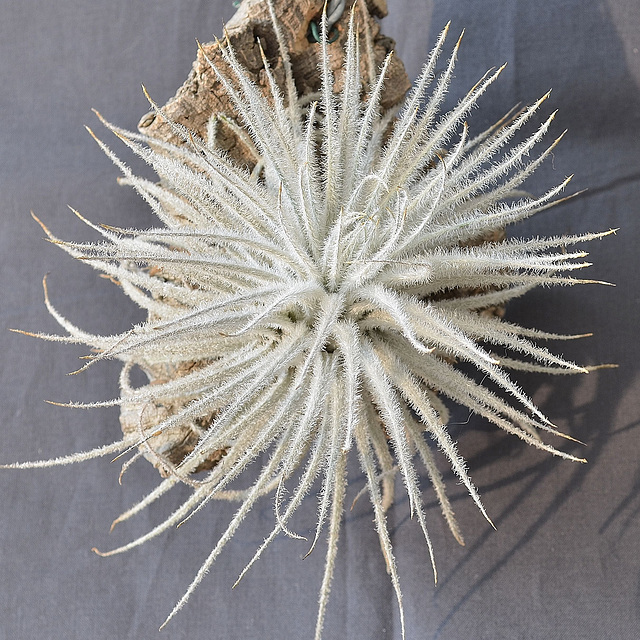 Tillandsia tectorum DSC 0030