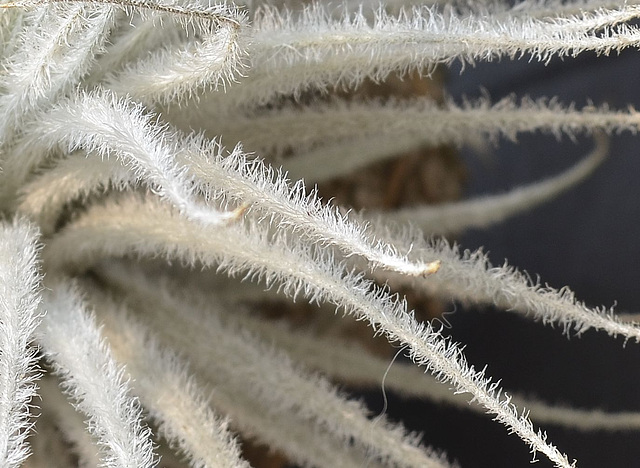 Tillandsia tectorum DSC 0031