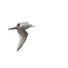 Possible Glaucous-winged x Herring Gull