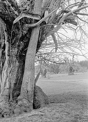 Tree in the grounds of Croft Castle