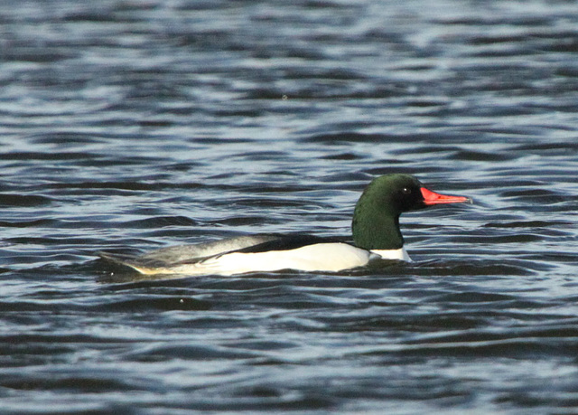 Common Merganser