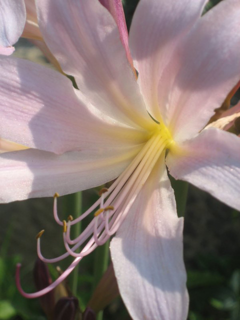 Butterfly's-eye View