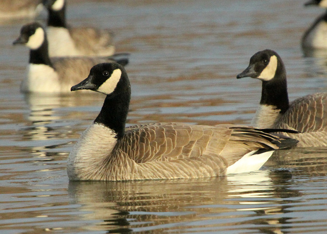 Canada Goose (Branta canadensis)