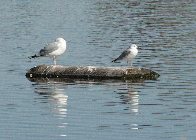 Herring Gull and Ring-Billed Gull