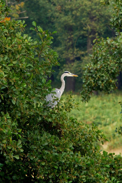 The watcher