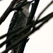 Nuttall's Woodpecker