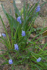 Flowerbed Denizen