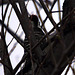 Nuttall's Woodpecker