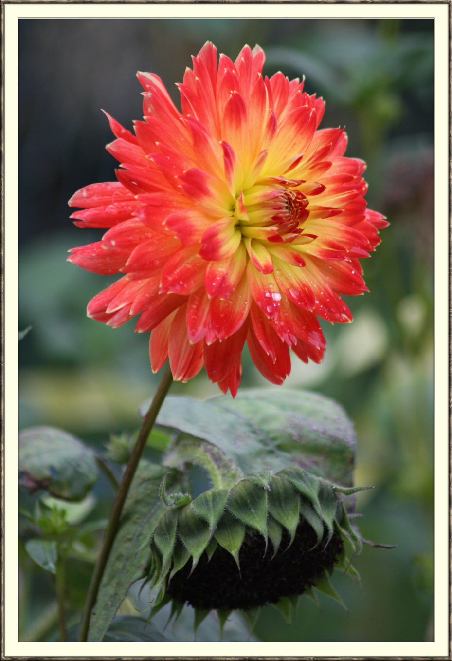 Jede Blume hat ihre Zeit