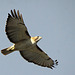 Red-Tailed Hawk (Buteo jamaicensis)