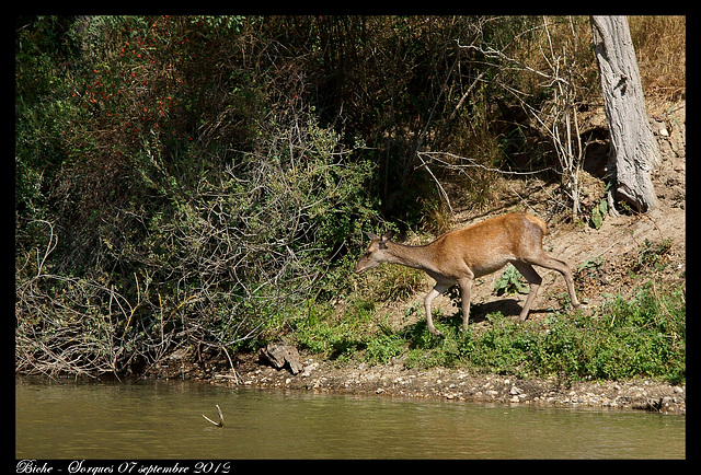 Biche DSC03759