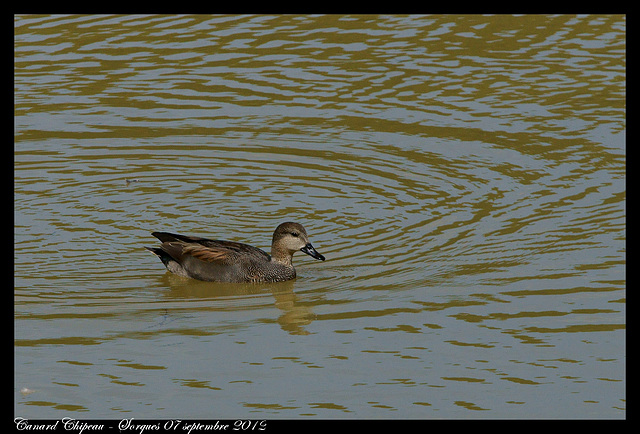 Canard Chipeau DSC03854