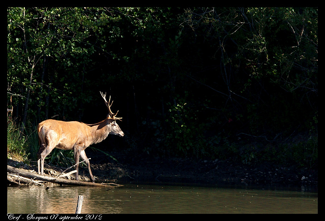 Cerf DSC03465