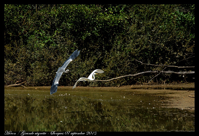 Héron chasse Grande aigrette DSC03715