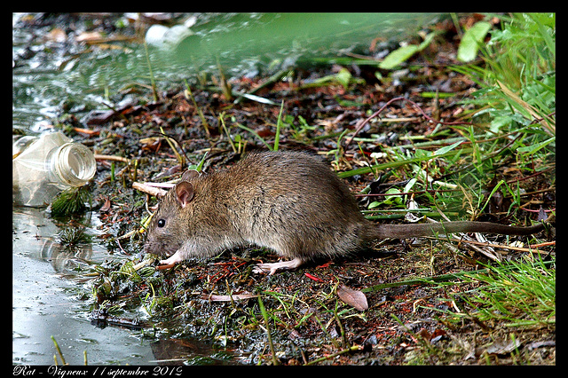 Rat DSC3938