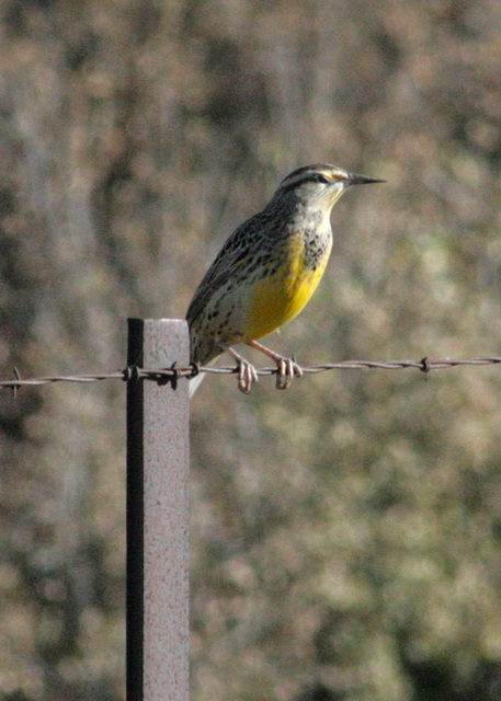 Western Meadowlark