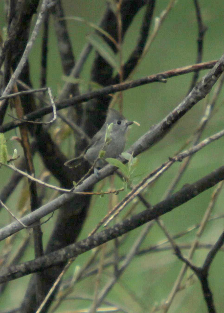 Oak Titmouse