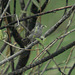 Oak Titmouse