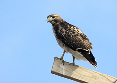 Red-Tailed Hawk (Buteo jamaicensis)