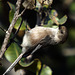 Bushtit